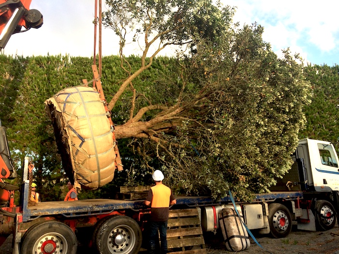 Tree Transportation Specimen Tree Landscapes New Zealand
